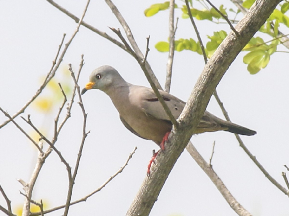 Croaking Ground Dove - ML58102931