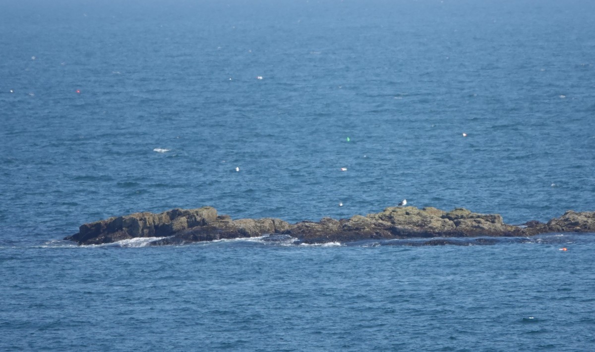 Great Black-backed Gull - ML581029481