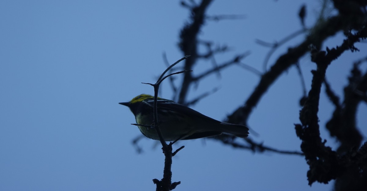 Black-throated Green Warbler - ML581029561