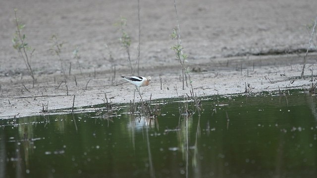 Avoceta Americana - ML581029571