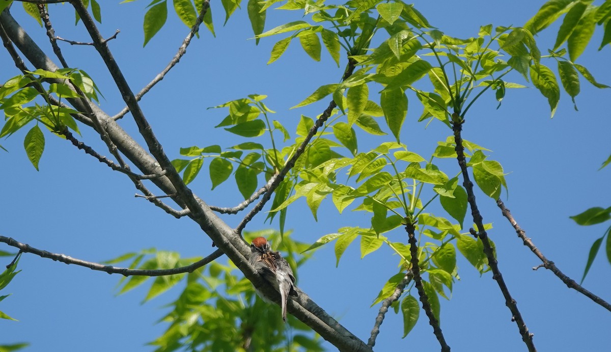 Chipping Sparrow - ML581029621