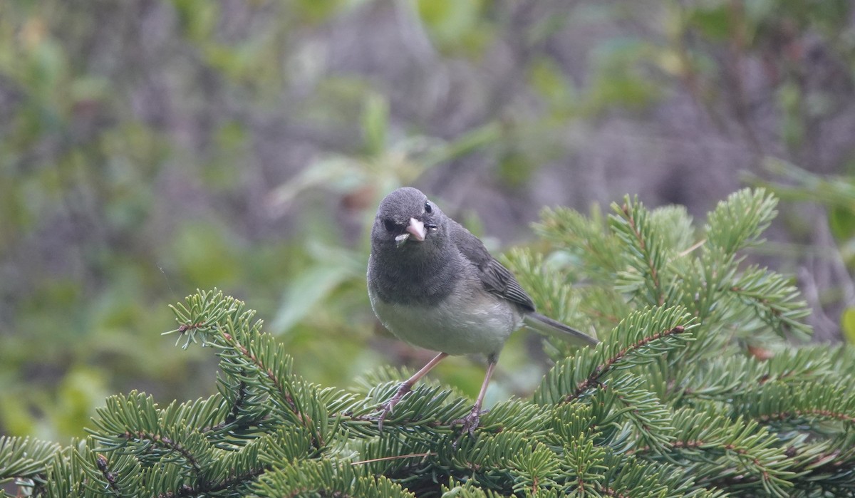 Junco Ojioscuro - ML581029651