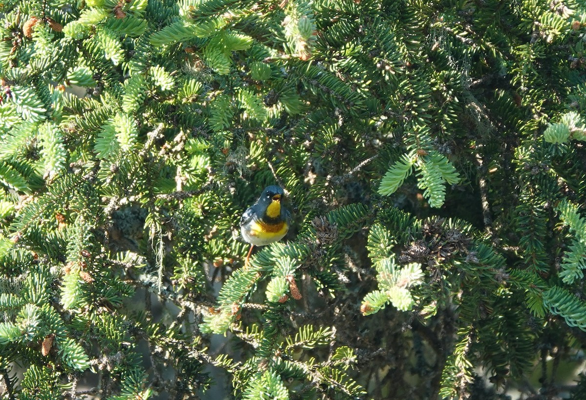 Northern Parula - ML581029771