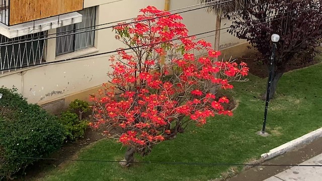 Gray-hooded Sierra Finch - ML581029931