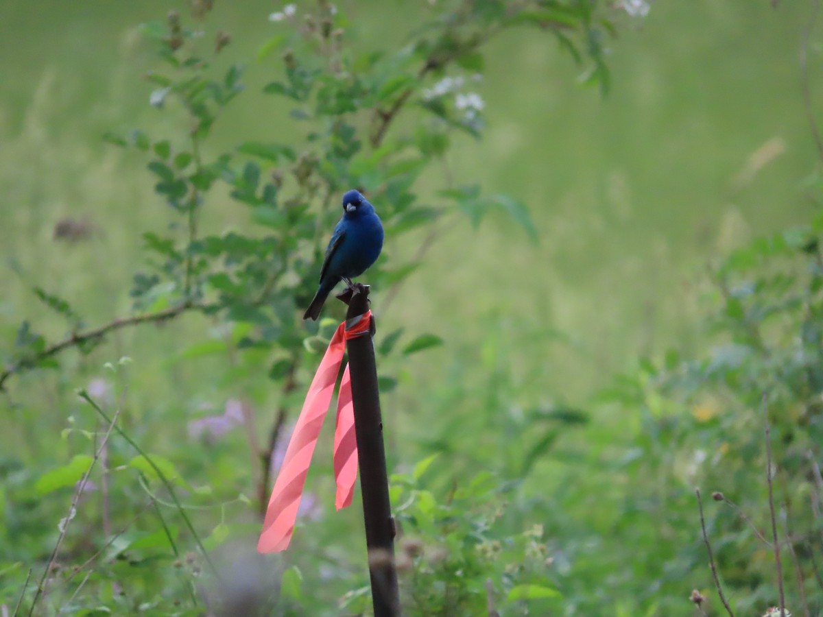 Indigo Bunting - Debra Ferguson