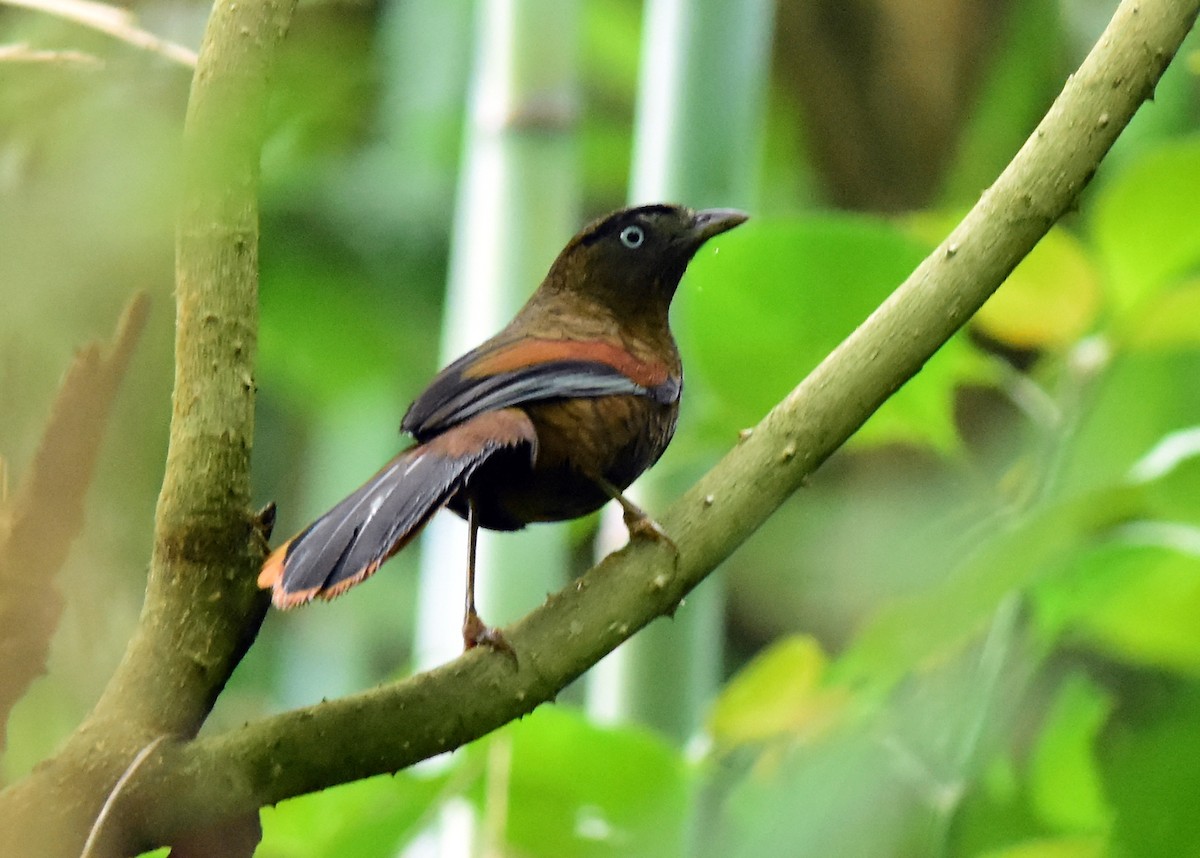 Blue-winged Laughingthrush - ML581030601