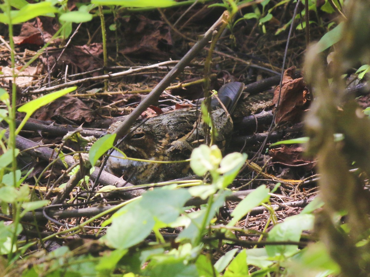 Scrub Nightjar - ML58103111