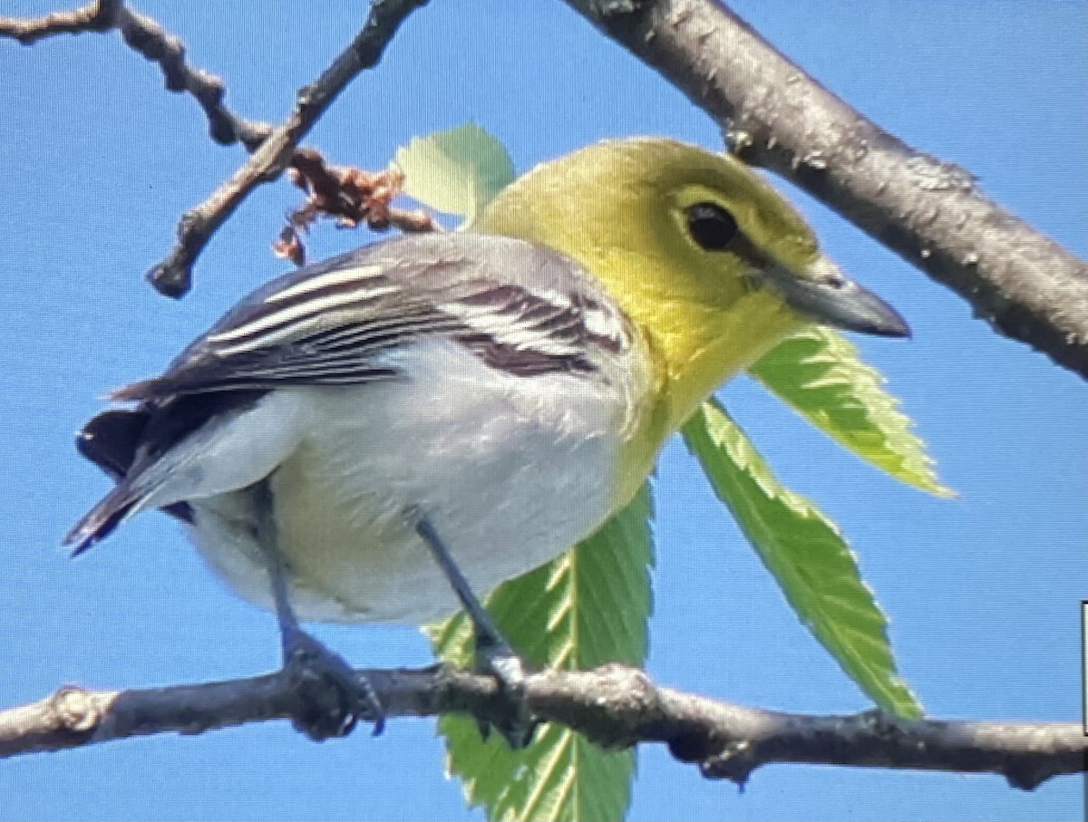 Sarı Gerdanlı Vireo - ML581031401