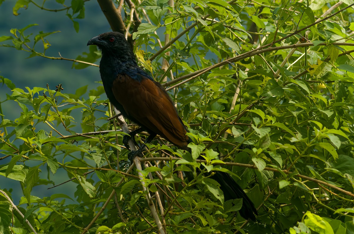 Greater Coucal - ML581031881