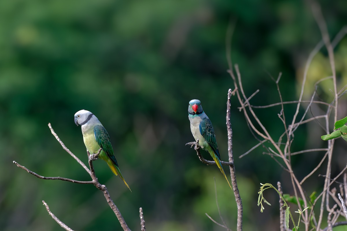 Malabar Parakeet - Kannan K