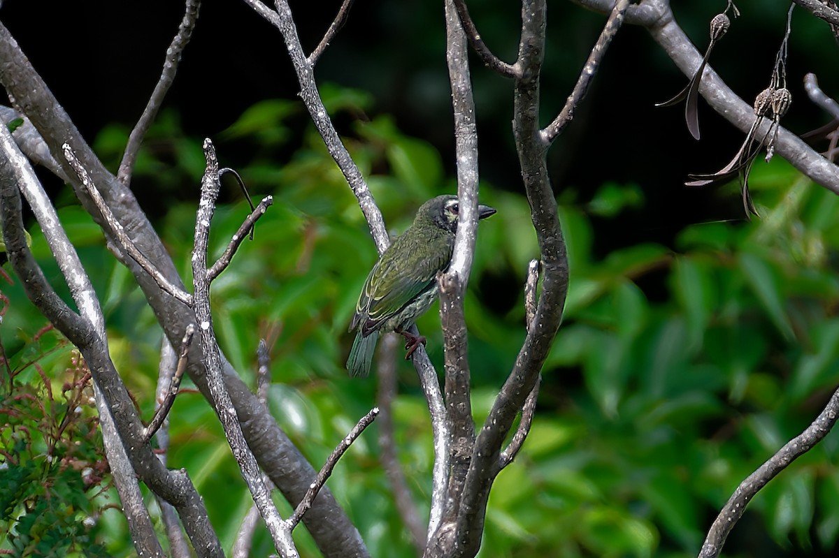 White-cheeked Barbet - ML581032071