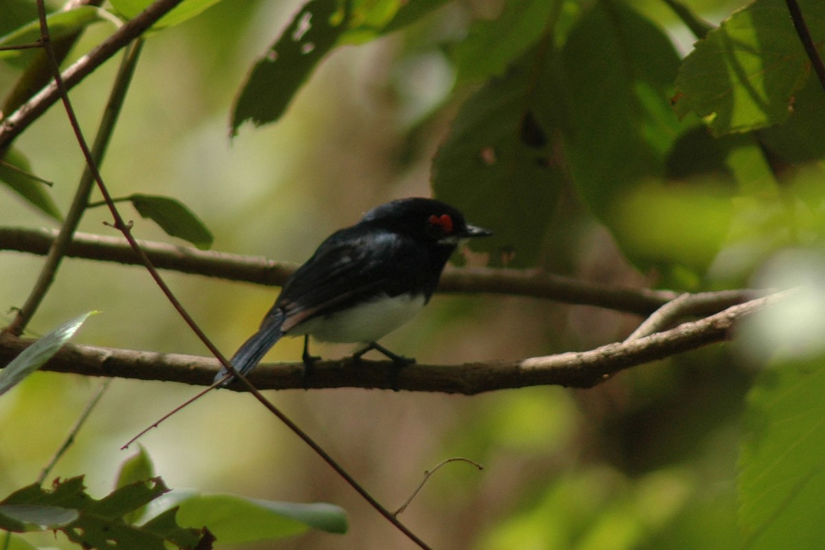 Banded Wattle-eye - ML581032541