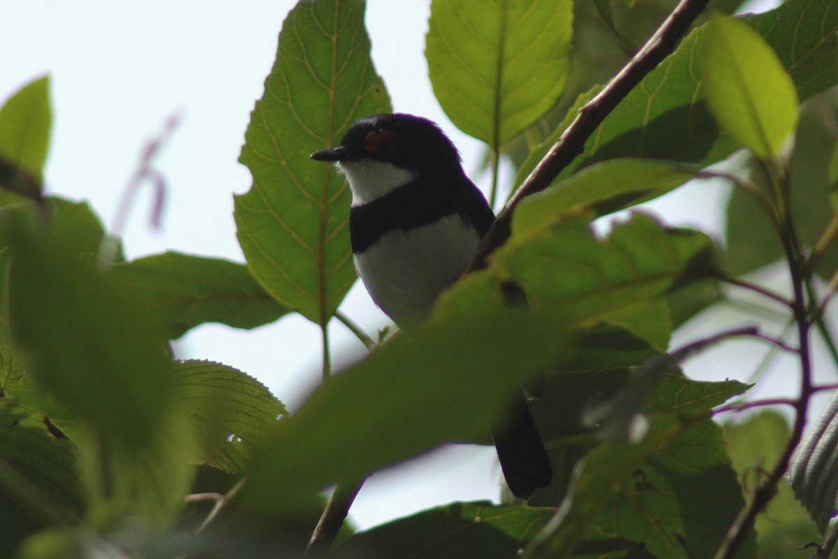 Banded Wattle-eye - ML581032551