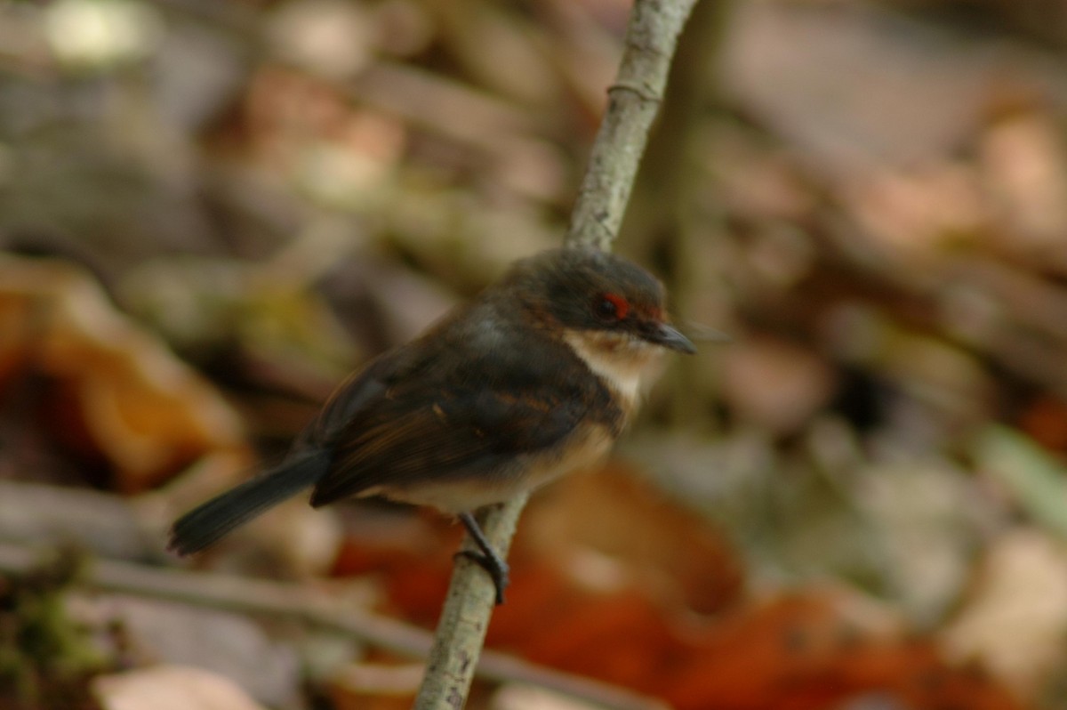 Banded Wattle-eye - ML581033211