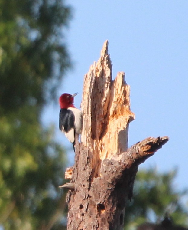 Red-headed Woodpecker - John Martin