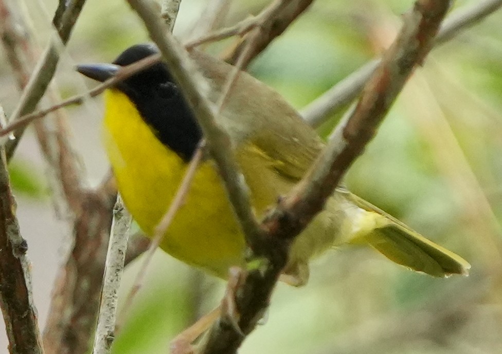 Common Yellowthroat - ML581034051