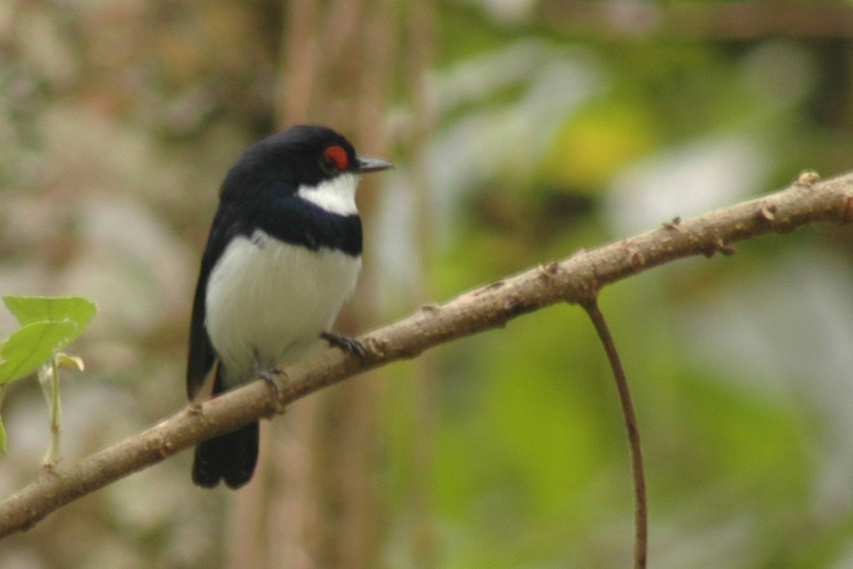 Banded Wattle-eye - ML581034671