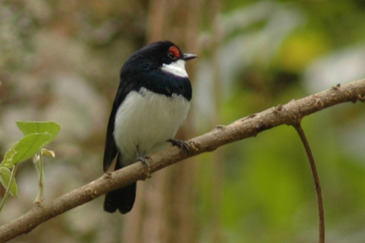 Banded Wattle-eye - ML581034681