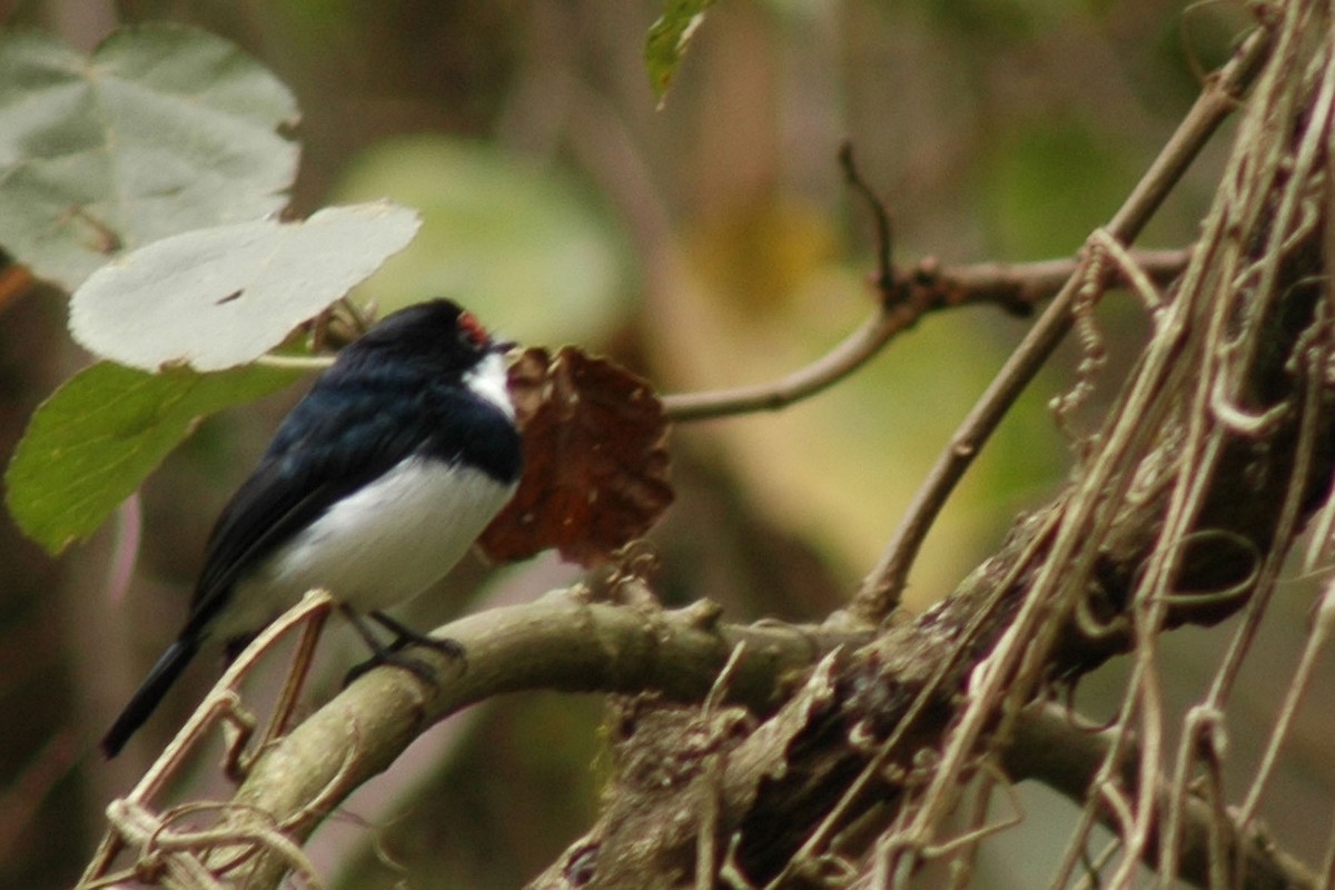 Banded Wattle-eye - ML581034691