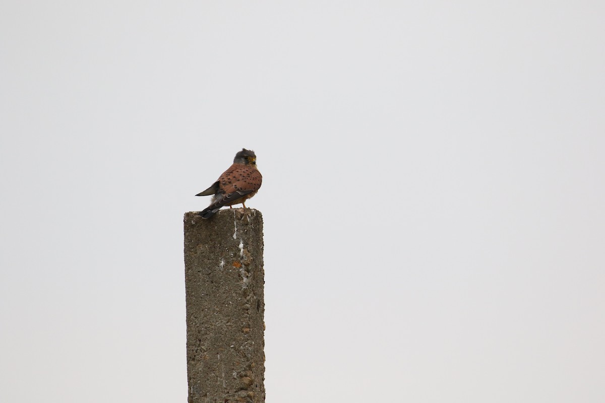 Eurasian Kestrel - ML581035191