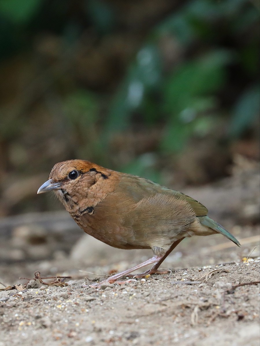 Rusty-naped Pitta - ML581035231