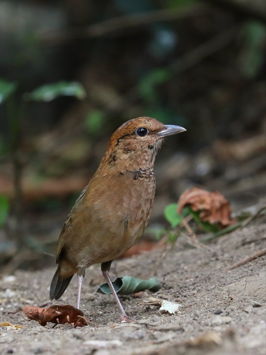 Rusty-naped Pitta - Matthias Alberti