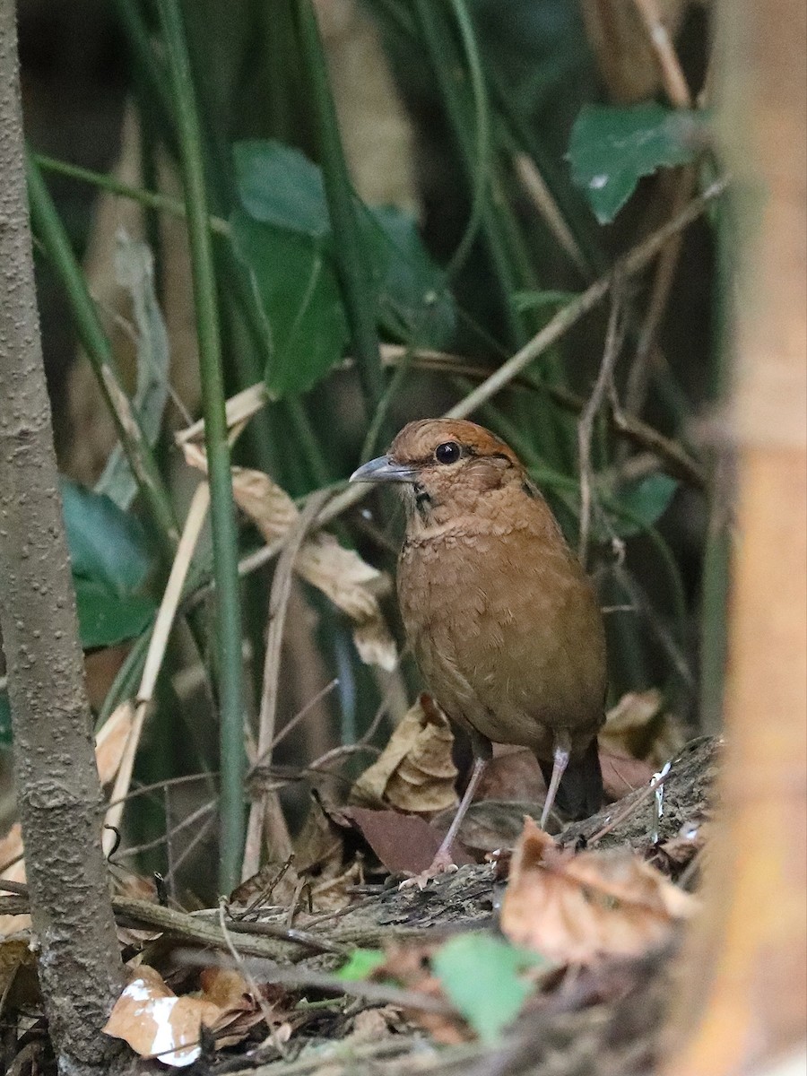 チャガシラヤイロチョウ - ML581035271