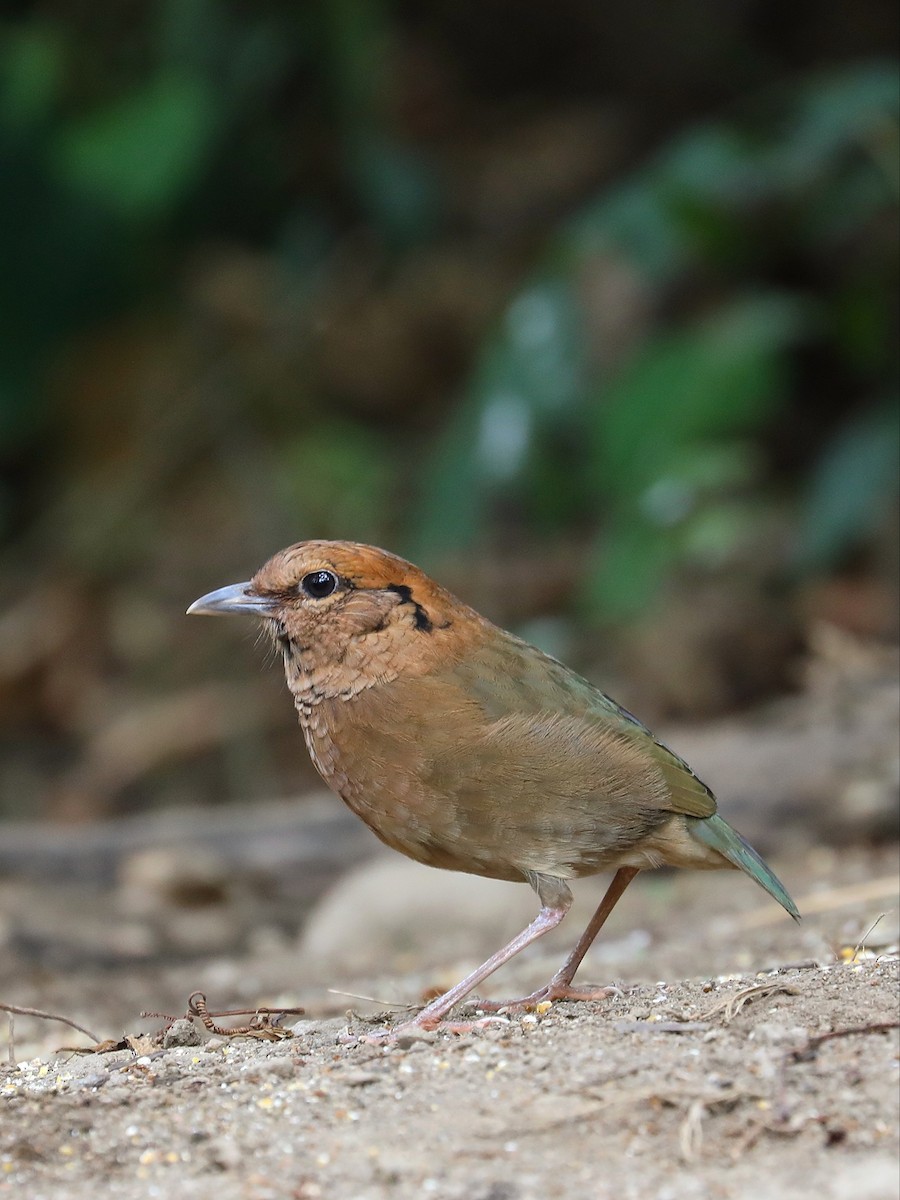 チャガシラヤイロチョウ - ML581035291