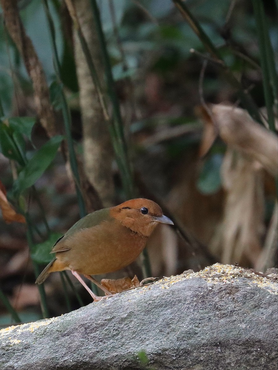 Rostnackenpitta - ML581035301