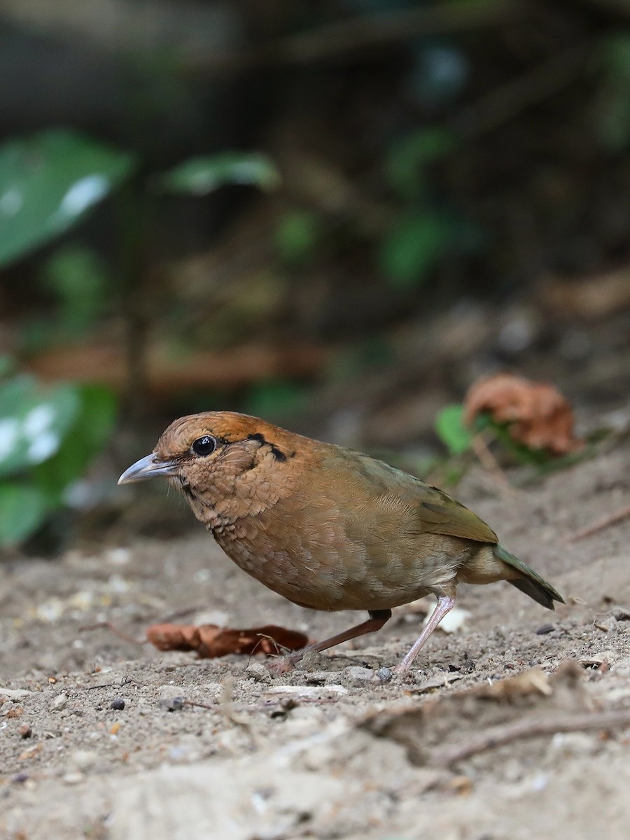 Rostnackenpitta - ML581035311