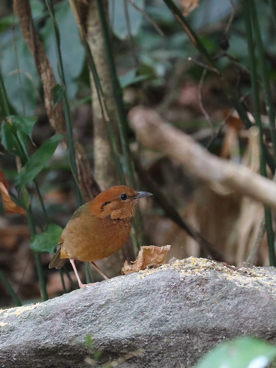 Rusty-naped Pitta - ML581035321