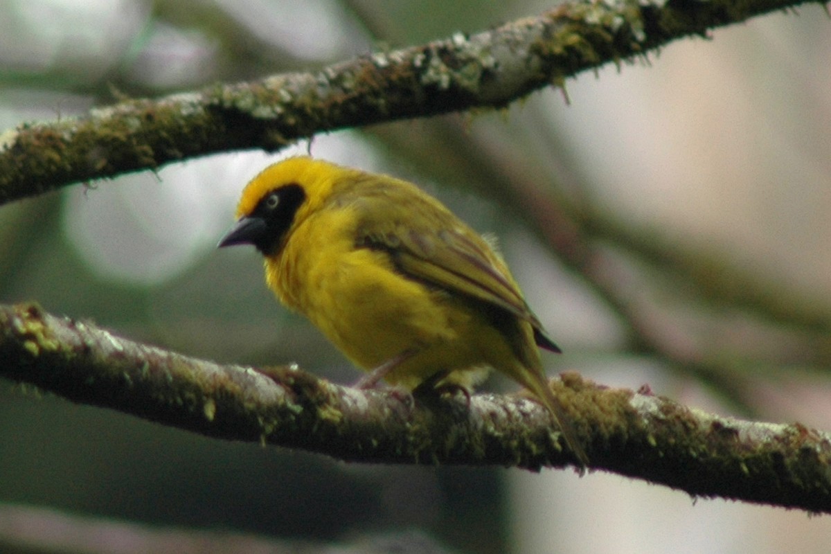 Bannerman's Weaver - ML581036241