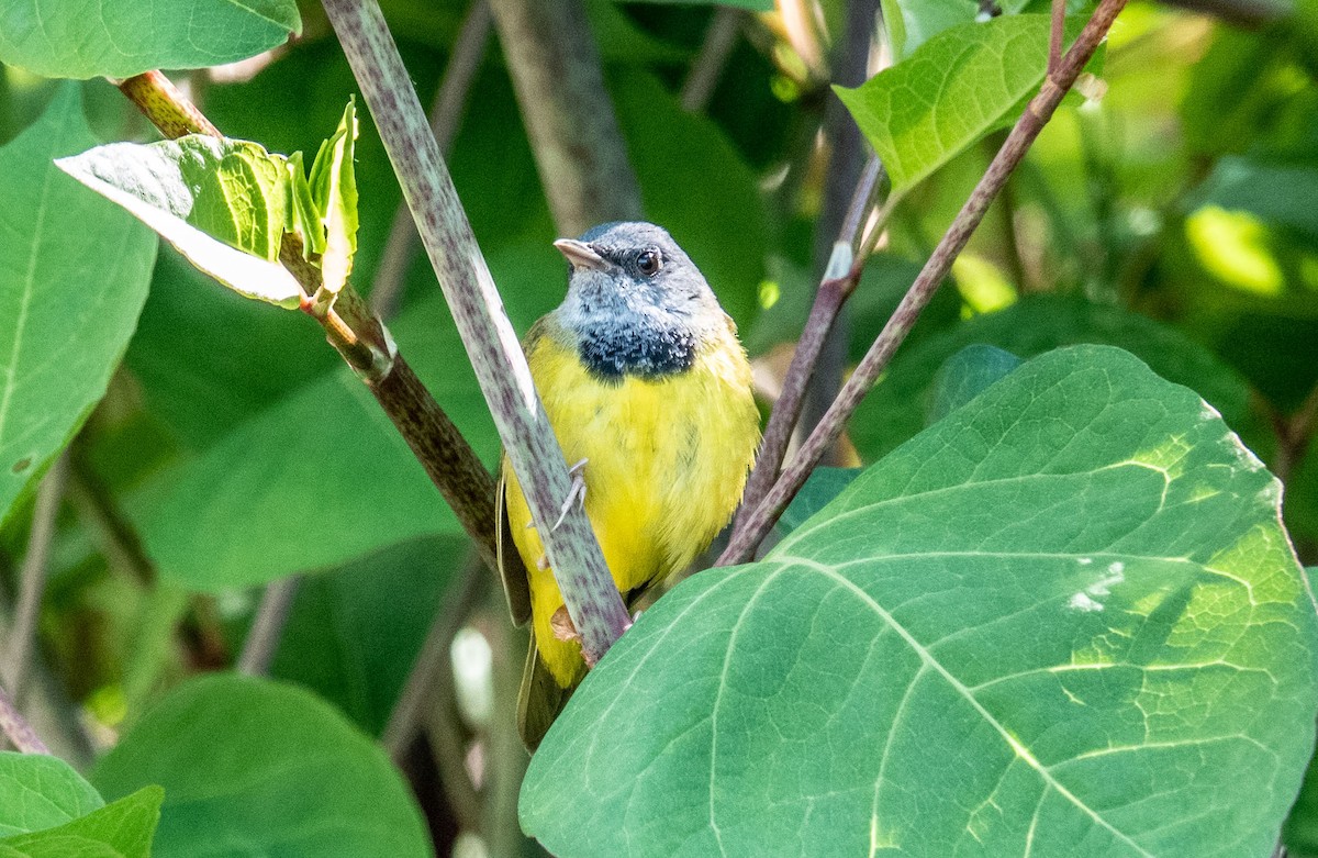 Mourning Warbler - Gale VerHague