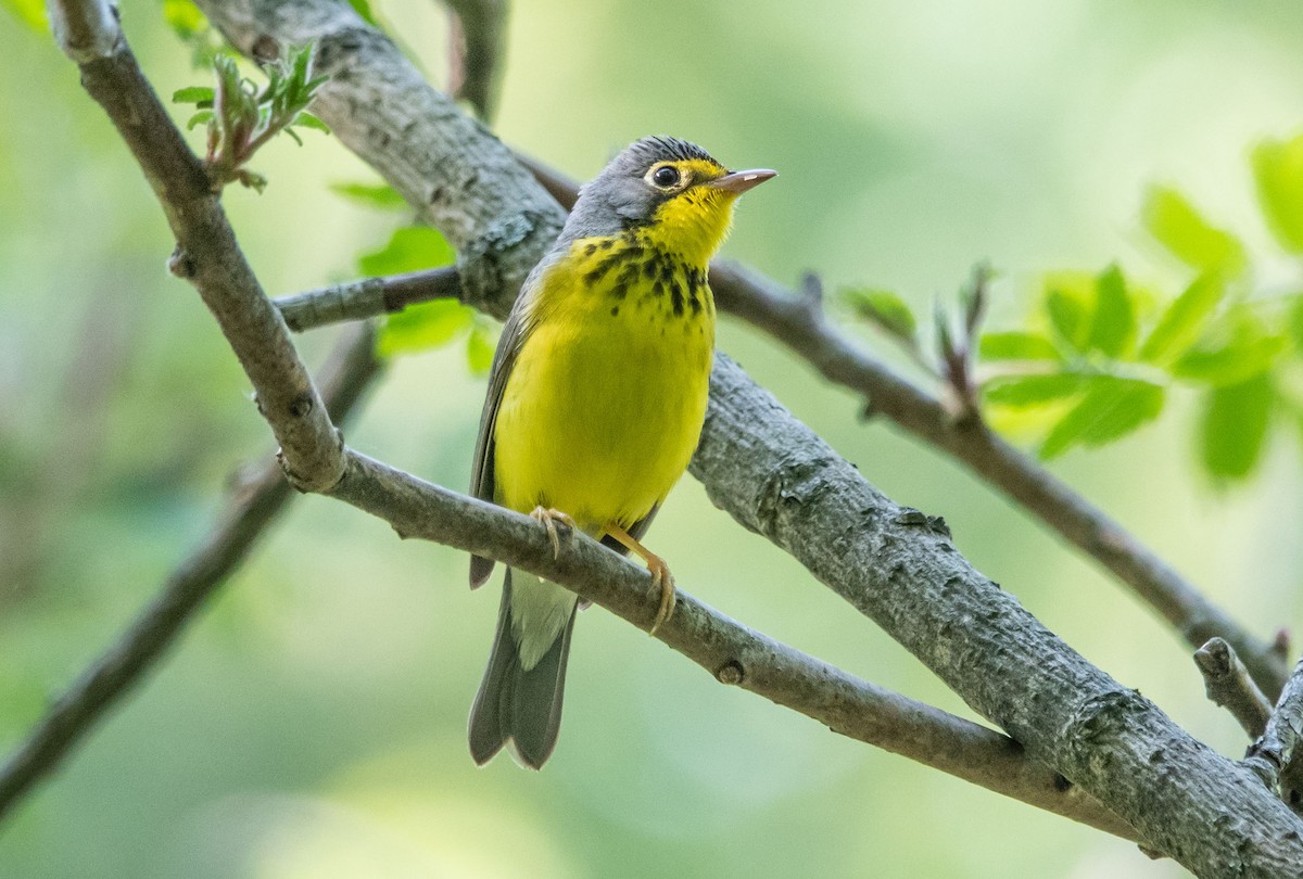 Canada Warbler - ML581036791