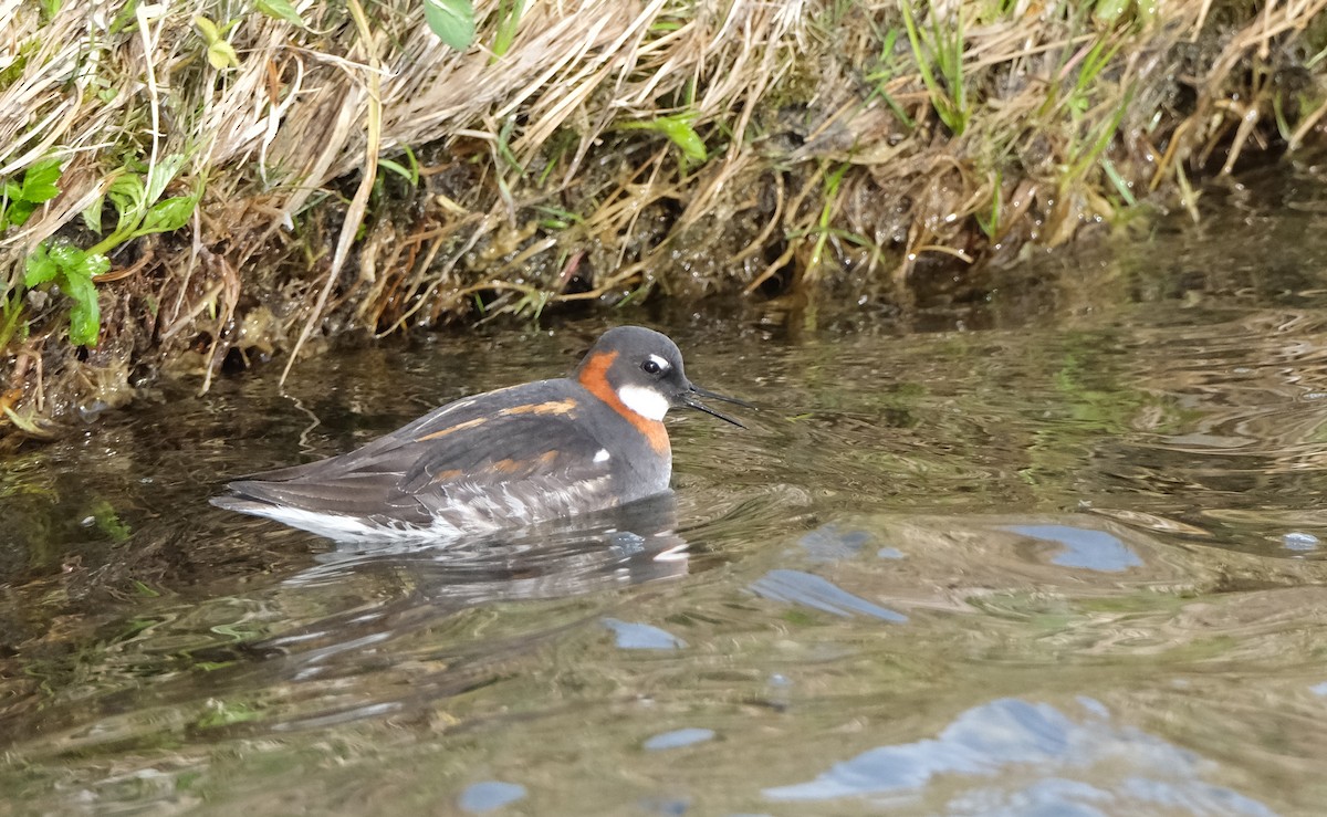 Red-necked Phalarope - Philippe HUBERT