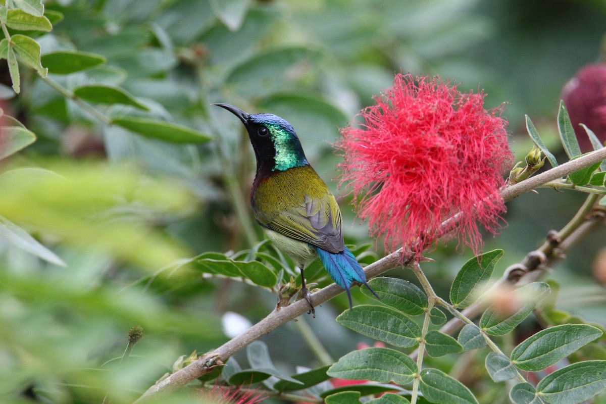 Fork-tailed Sunbird - ML581038931