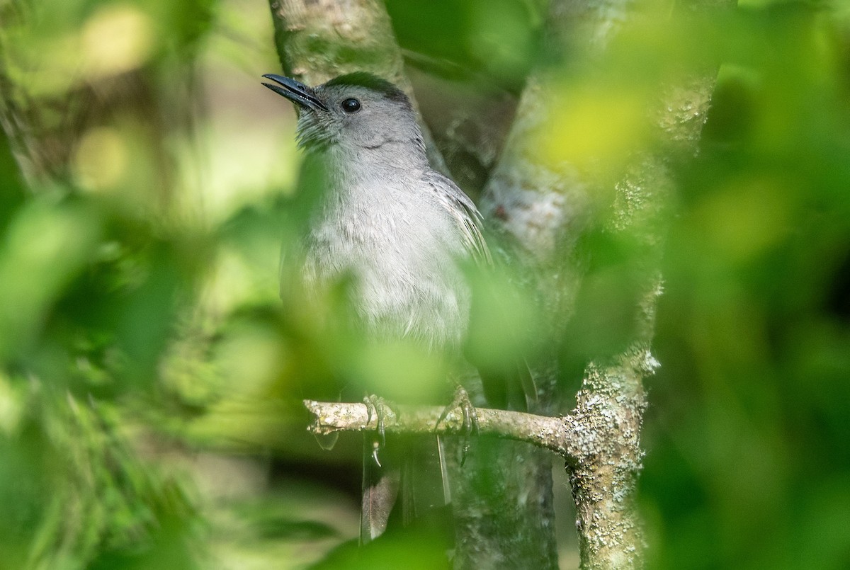 Gray Catbird - ML581039001