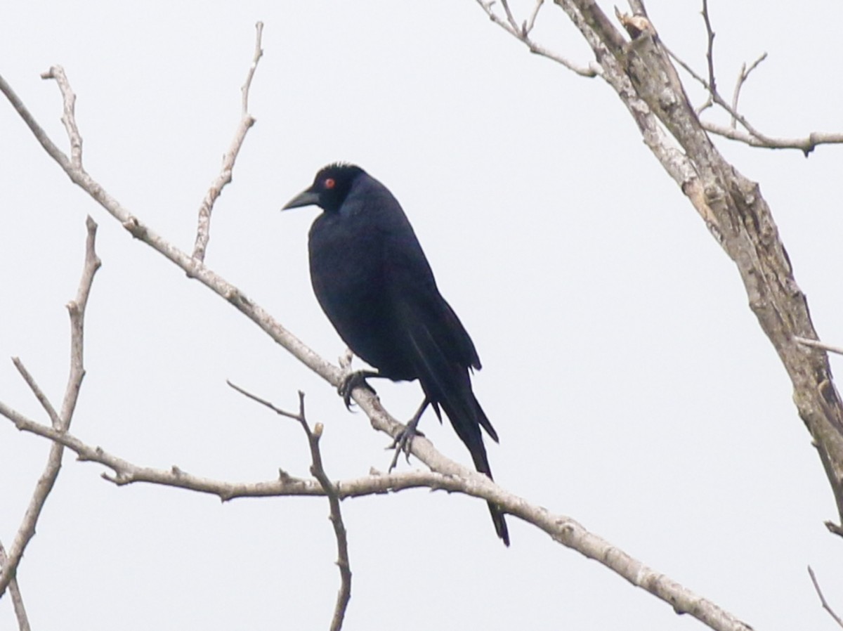 Giant Cowbird - ML58103921