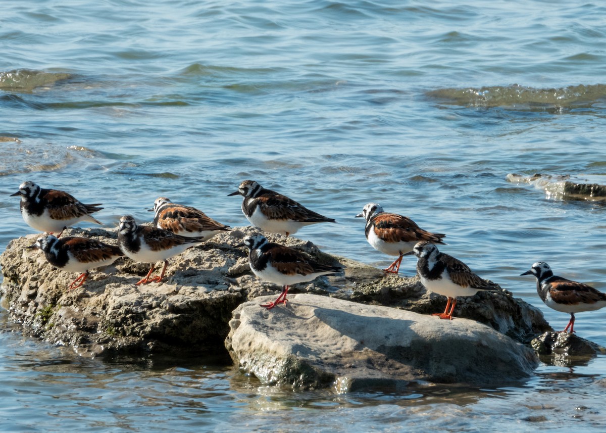 Ruddy Turnstone - Brad Reinhardt