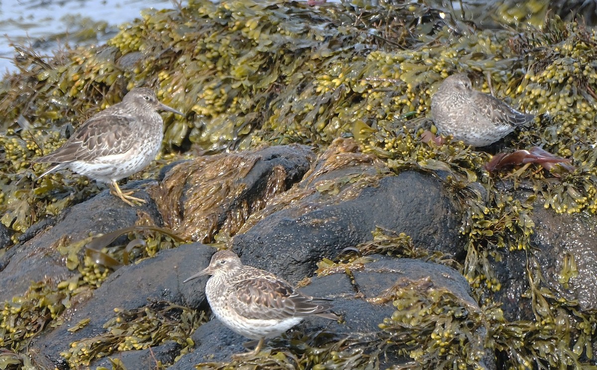 Purple Sandpiper - ML581040191