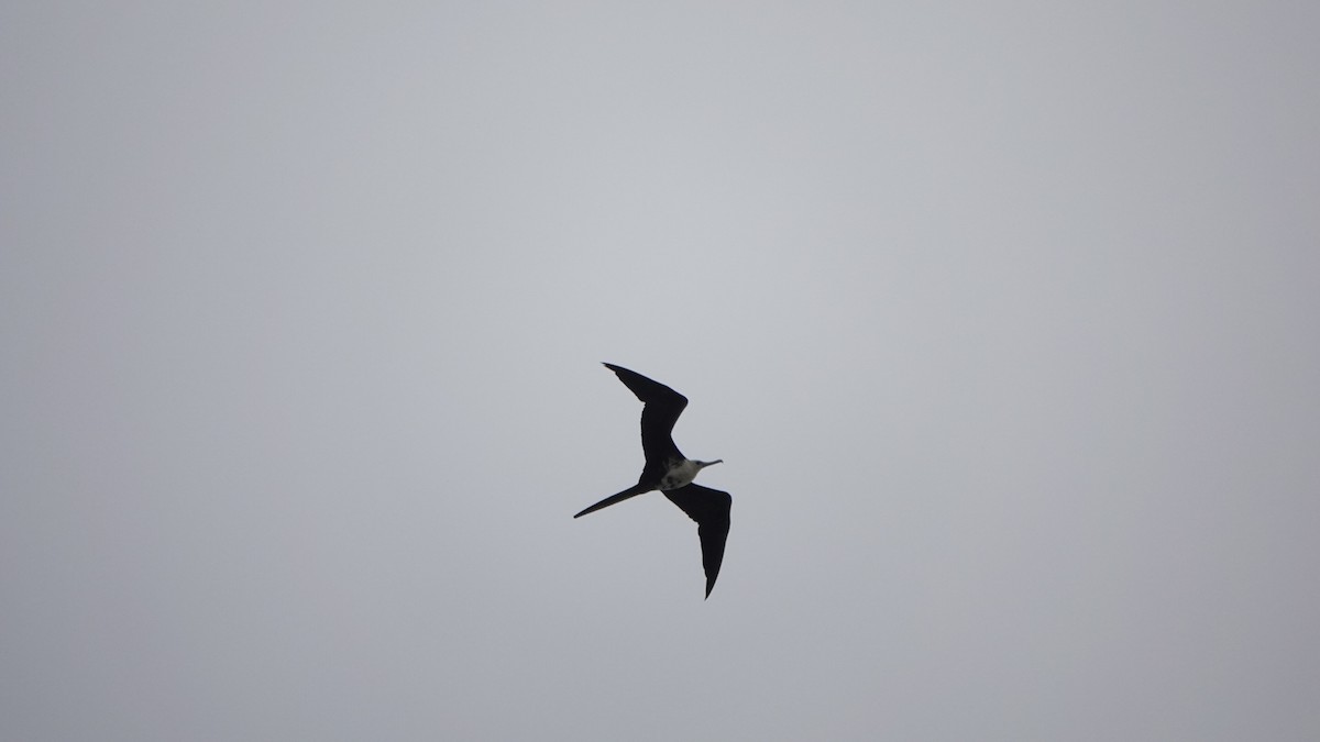 Magnificent Frigatebird - ML581040231