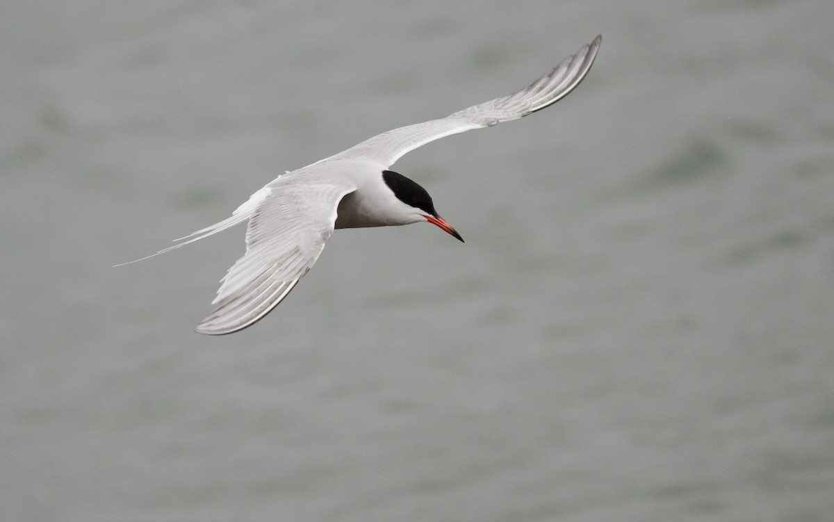 Common Tern - ML581040361