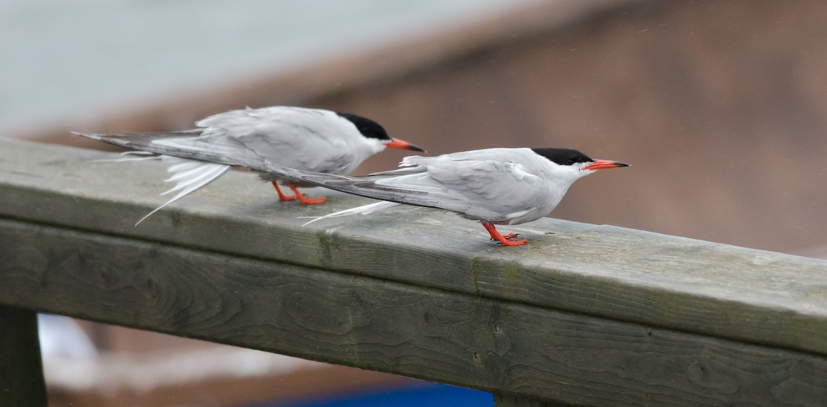 Common Tern - ML581040371