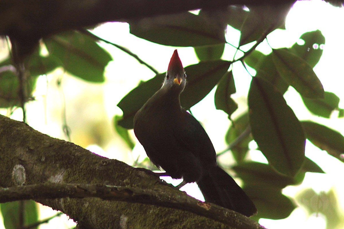 Touraco doré - ML581041871