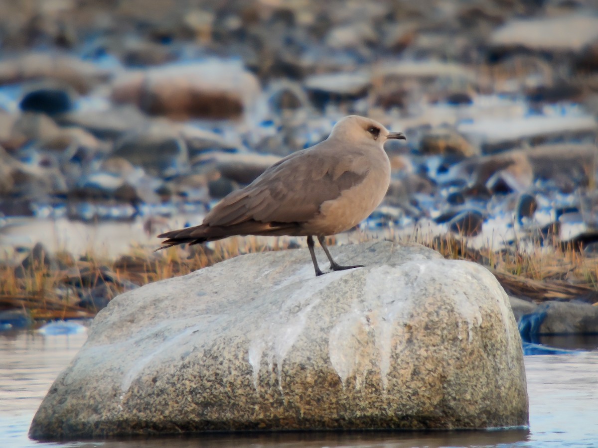 Parasitic Jaeger - ML581041901