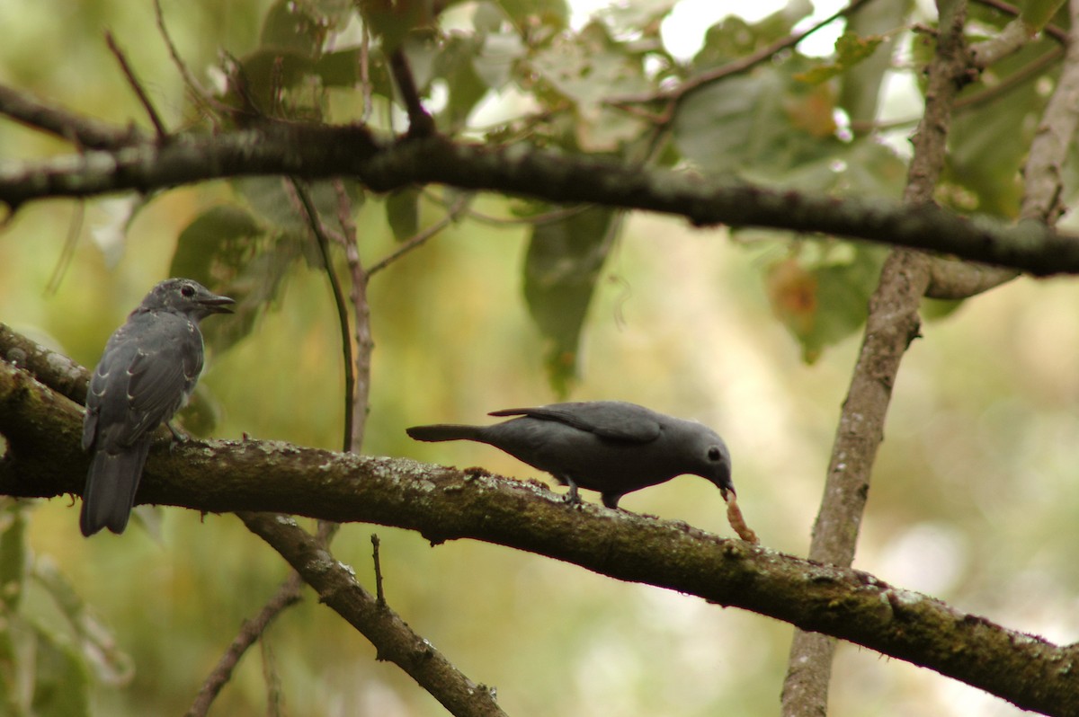 Gray Cuckooshrike - ML581042121