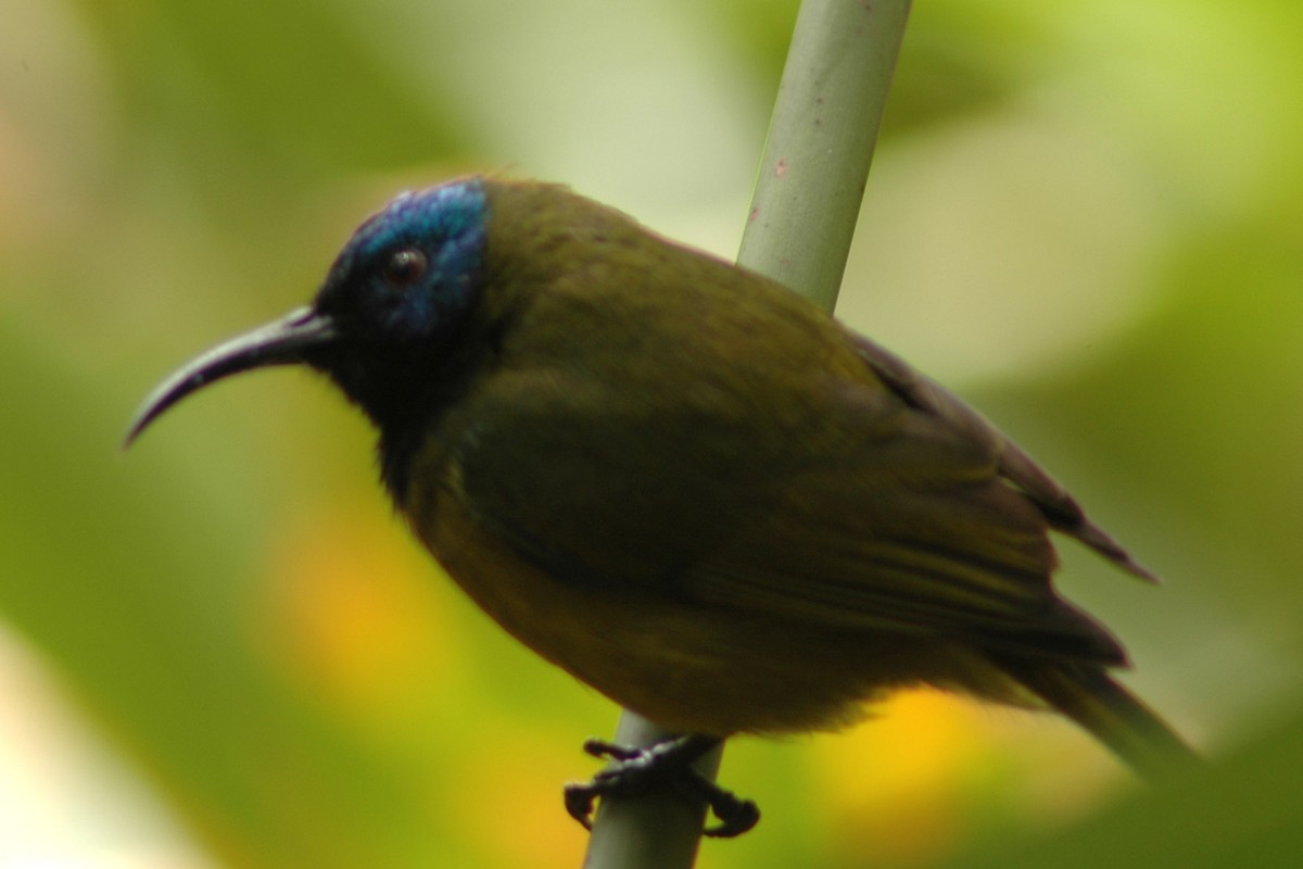 Cameroon Sunbird - ML581042171