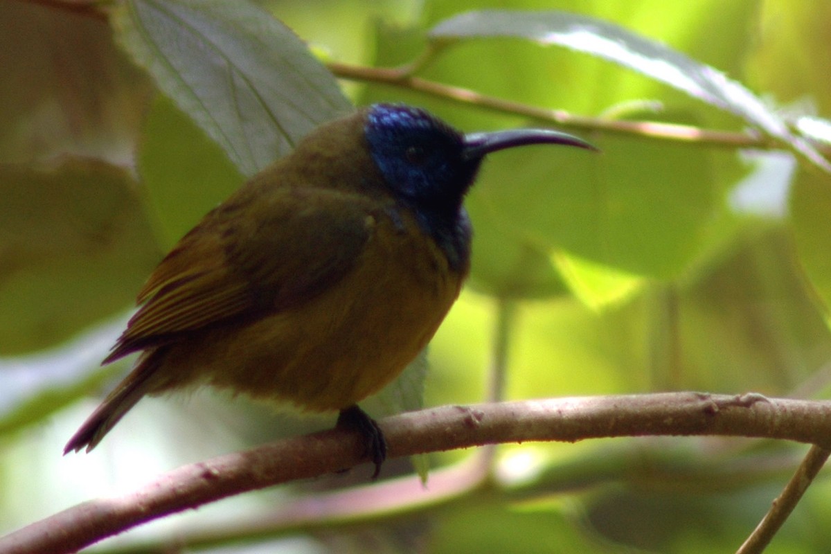 Blaukopf-Nektarvogel - ML581042181