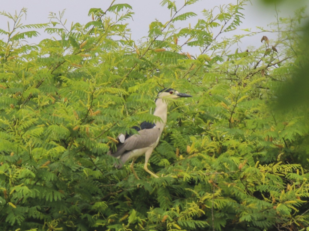 Black-crowned Night Heron - ML58104261