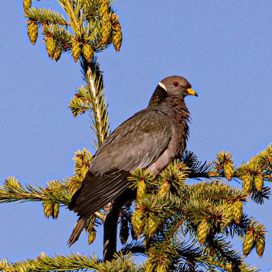 Band-tailed Pigeon - ML581043991